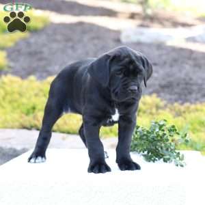Demi, Cane Corso Puppy